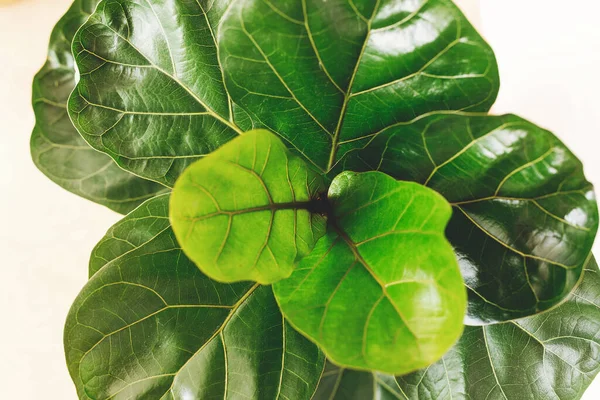 Φicus Lyrata Όμορφο Δέντρο Φύλλο Βιολί Φρέσκα Νέα Πράσινα Φύλλα — Φωτογραφία Αρχείου