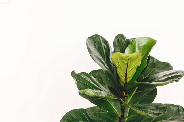 Ficus Lyrata. Beautiful fiddle leaf tree leaves on white background. Fresh new green leaves growing from fig tree, close up. Copy space. Houseplant. Plants in modern interior room