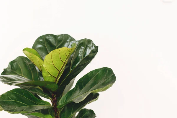 Ficus Lyrata Bela Folha Violino Folhas Árvore Fundo Branco Folhas — Fotografia de Stock