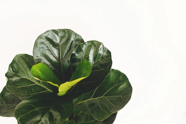 Ficus Lyrata Hermosas Hojas Árbol Violín Sobre Fondo Blanco Nuevas — Foto de Stock