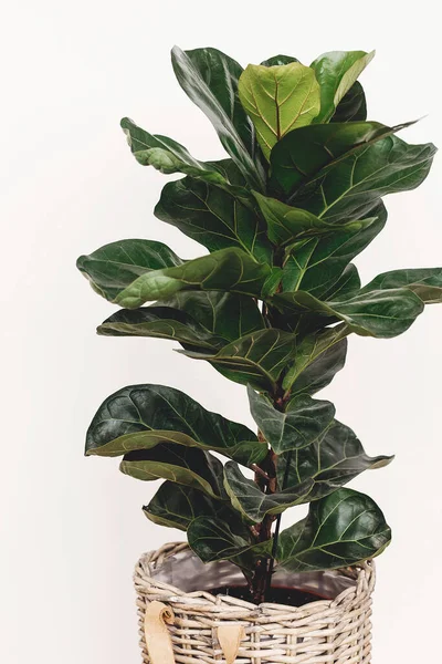 Beautiful fiddle leaf tree in rustic pot on white background.Ficus Lyrata. Fresh new green leaves growing from fig tree. Copy space. Houseplant. Plants in modern interior room