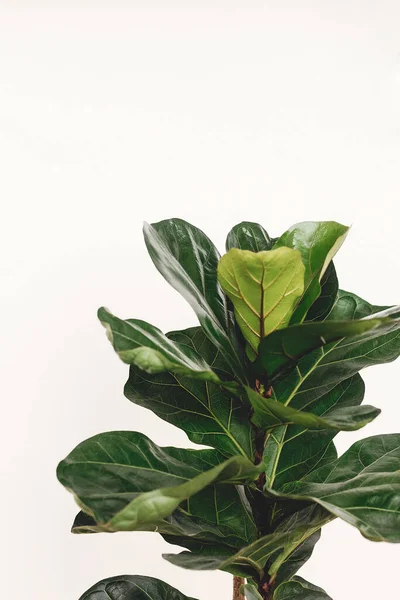 Ficus Lyrata. Beautiful fiddle leaf tree leaves on white background. Fresh new green leaves growing from fig tree, close up. Copy space. Houseplant. Plants in modern interior room