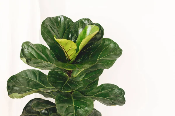 Ficus Lyrata. Beautiful fiddle leaf tree leaves on white background. Fresh new green leaves growing from fig tree, close up. Houseplant. Plants in modern interior room