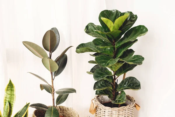 Ficus , Fiddle leaf fig tree, snake sansevieria plants in pots on sunny white background. Houseplants. Plants in modern interior room. Gardening at home