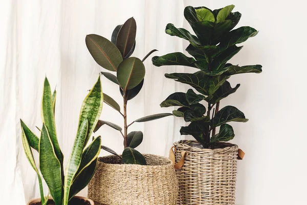 Ficus Fiddle Leaf Fig Tree Snake Sansevieria Plants Pots Sunny — Stock Photo, Image