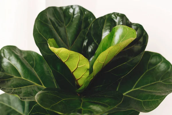 Ficus Lyrata Vackra Fiol Löv Träd Löv Vit Bakgrund Färska — Stockfoto