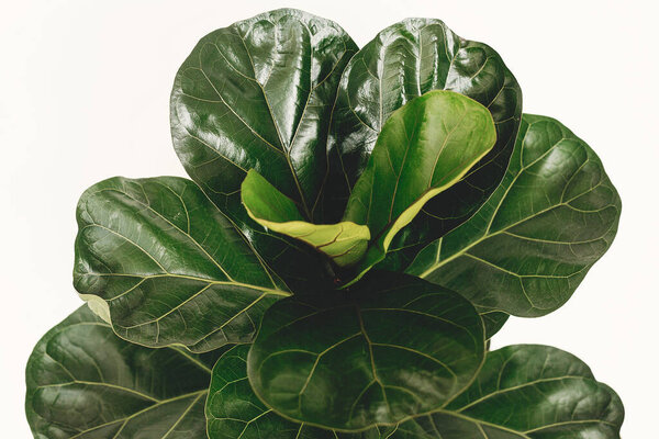 Ficus Lyrata. Beautiful fiddle leaf tree leaves on white background. Fresh new green leaves growing from fig tree, close up. Houseplant. Plants in modern interior room