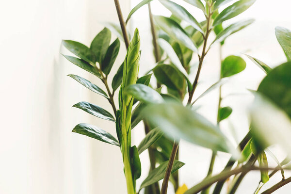 Fresh new green leaves growing from zz plant, close up. Beautiful zamioculcas plant in sunny light on window sill on white background. Houseplant. Plants in modern interior room