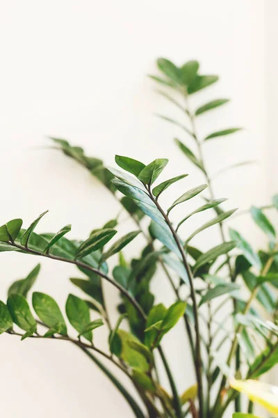 Hermosa Planta Zamioculcas Luz Soleada Sobre Alféizar Ventana Sobre Fondo — Foto de Stock