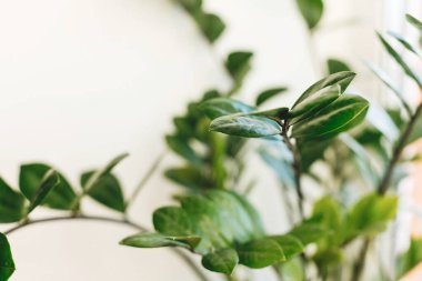 Güzel zamioculcas bitkisi güneşli ışıkta beyaz arka planda pencere pervazında. Çiçek. Modern iç mekandaki bitkiler. Taze yeşil yapraklı zz bitkisi, kapat..