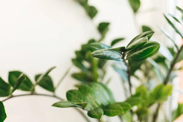 Hermosa Planta Zamioculcas Luz Soleada Sobre Alféizar Ventana Sobre Fondo —  Fotos de Stock