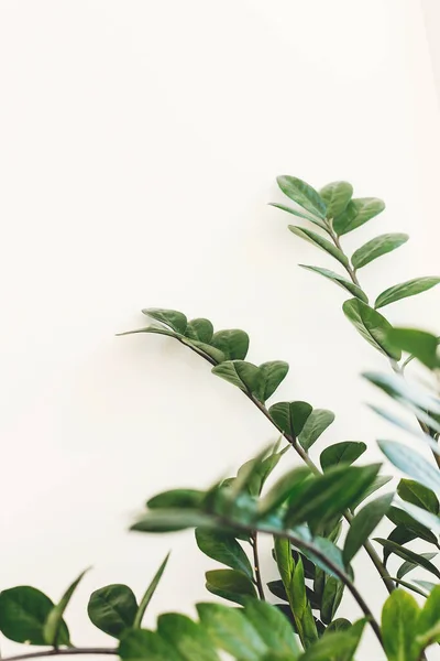 Hermosa Planta Zamioculcas Luz Soleada Sobre Alféizar Ventana Sobre Fondo —  Fotos de Stock