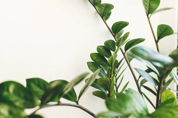 Hermosa Planta Zamioculcas Luz Soleada Sobre Alféizar Ventana Sobre Fondo —  Fotos de Stock