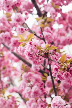 Ağaç dalında çiçek açan güzel sakura çiçekleri. Sakura pembe çiçekleri ve Bahar Şehri sokağında güneşli ışıkta taze yeşil yapraklar. Boşluğu kopyala