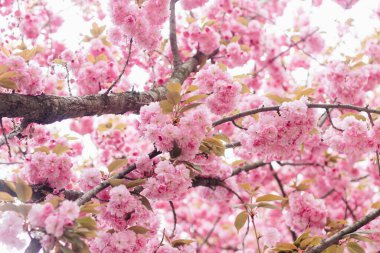 Ağaç dalında çiçek açan güzel sakura çiçekleri. Sakura pembe çiçekleri ve taze yeşil yapraklar Bahar Şehri caddesinde güneşli ışıkta, manzaranın aşağısında. Boşluğu kopyala