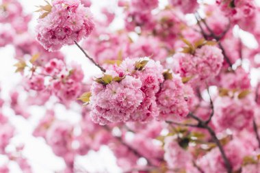 Ağaç dalında çiçek açan güzel sakura çiçekleri. Sakura pembe çiçekleri ve Bahar Şehri sokağında güneşli ışıkta taze yeşil yapraklar. Boşluğu kopyala