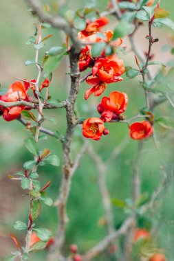 Çiçekli ayva. Güzel kırmızı çiçek açan ayva çiçekleri bahar parkında taze yapraklarla dallarda. Uzayı kopyala Chaenomeles çalıları yakın