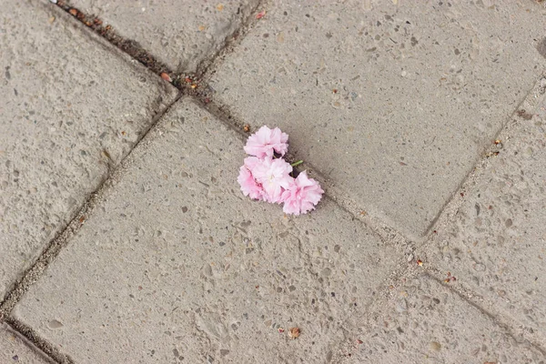 通りの地面に美しい桜の花を咲かせ 撮影会のために木の枝を破壊した コンクリートの床に桜のピンクの花 スペースのコピー — ストック写真