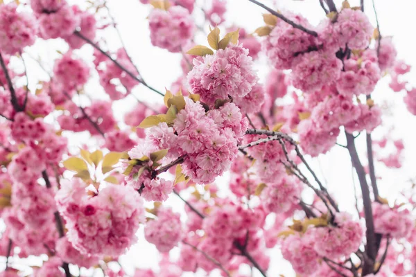 Прекрасні Квіти Сакури Гілці Дерева Крупним Планом Сакура Рожеві Квіти — стокове фото