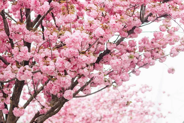Прекрасні Квіти Сакури Деревах Алеї Сакура Рожеві Квіти Свіже Зелене — стокове фото