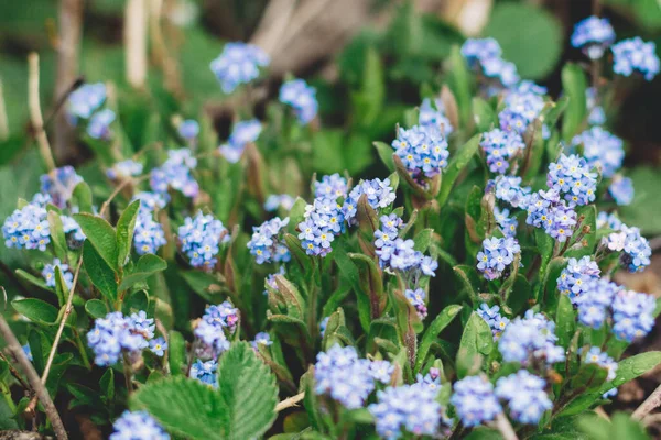Felejts Gyönyörű Virágzó Kék Felejts Virágokat Zöld Friss Fűben Vízcseppekkel — Stock Fotó