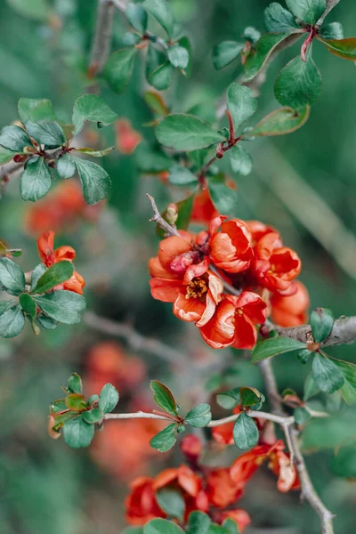 Çiçekli ayva. Güzel kırmızı çiçek açan ayva çiçekleri bahar parkında taze yapraklarla dallarda. Uzayı kopyala Chaenomeles çalıları yakın
