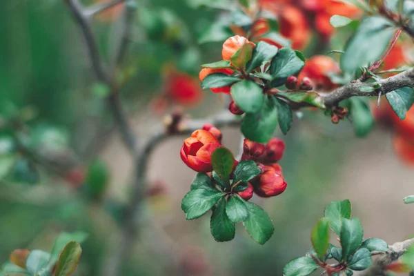 Quince Berbunga Indah Mekar Merah Bunga Quince Cabang Dengan Daun — Stok Foto