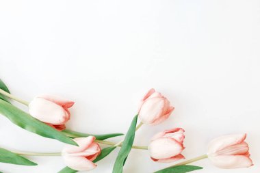 Yay yatıyordu. Beyaz arkaplanda pembe laleler ve metin için boşluk. Bahar çiçeklerinin üst görüntüsü, zarif bir imaj. Merhaba bahar. Tebrik kartı çiçekli sınır modeli. Mutlu Kadın Günleri