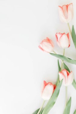 Yay yatıyordu. Beyaz arka planda pembe laleler, metin için boşluk. Yumuşak bahar görüntüsü. Çiçekli tebrik kartı modeli. Mutlu kadınlar günü. Anneler Günün kutlu olsun. Yaratıcı dikey fotoğraf