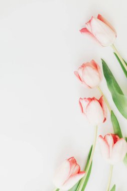 Beyaz zemin üzerinde pembe laleler düz, metin için boşluk. Yumuşak bahar görüntüsü. Çiçekli tebrik kartı modeli. Mutlu kadınlar günü. Anneler Günün kutlu olsun. Yaratıcı asgari dikey fotoğraf