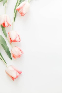 Beyaz zemin üzerinde pembe laleler düz, metin için boşluk. Yumuşak bahar görüntüsü. Çiçekli tebrik kartı modeli. Yaratıcı asgari dikey fotoğraf. Mutlu kadınlar günü. Anneler Günün kutlu olsun.