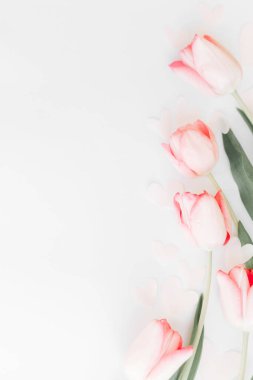 Yay yatıyordu. Beyaz arka planda pembe laleler, metin için boşluk. Yumuşak bahar görüntüsü. Çiçekli tebrik kartı modeli. Mutlu kadınlar günü. Anneler Günün kutlu olsun. Yaratıcı dikey fotoğraf