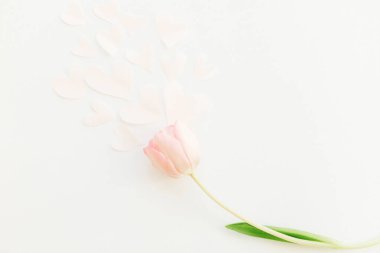 Yumuşak kalpli pembe bir lale beyaz arka planda yatıyordu, mesaj için yer vardı. Şık bir bahar görüntüsü. Mutlu kadınlar günü. Çiçekli tebrik kartı modeli. Anneler Günün kutlu olsun. Romantik Sevgililer Günü