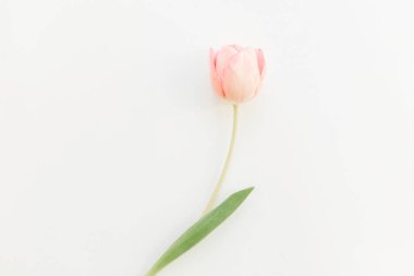Beyaz arka planda pembe bir lale yatıyordu, mesaj için yer vardı. Yumuşak bahar görüntüsü. Çiçekli tebrik kartı modeli. Mutlu kadınlar günü. Anneler Günün kutlu olsun. Yaratıcı minimalist fotoğraf