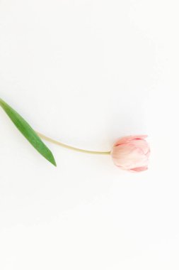 Merhaba bahar. Beyaz arka planda pembe bir lale yatıyordu, mesaj için yer vardı. Yumuşak bahar görüntüsü. Çiçekli tebrik kartı modeli. Mutlu kadınlar günü. Yaratıcı asgari dikey fotoğraf