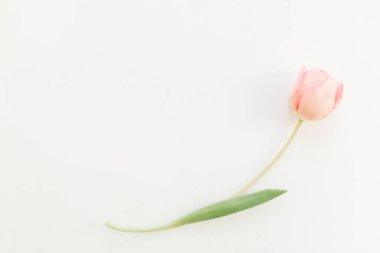Beyaz arka planda pembe bir lale yatıyordu, mesaj için yer vardı. Yumuşak bahar görüntüsü. Çiçekli tebrik kartı modeli. Mutlu kadınlar günü. Anneler Günün kutlu olsun. Yaratıcı minimalist fotoğraf