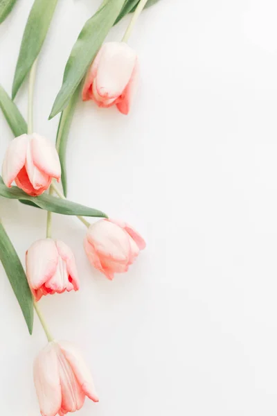 Весенний Плоский Лежал Вертикальный Образ Розовые Тюльпаны Вид Сверху Белом — стоковое фото