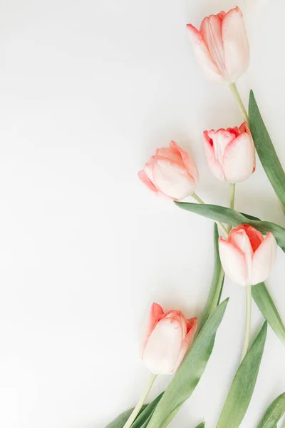 Růžové Tulipány Ležely Bílém Pozadí Prostorem Pro Text Jarní Květiny — Stock fotografie