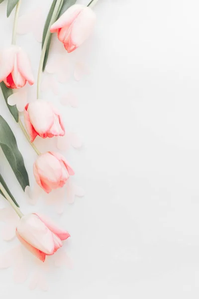 Tulipani Rosa Bordo Piatto Laici Sfondo Bianco Spazio Testo Elegante — Foto Stock