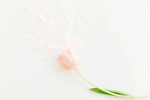 Une Tulipe Rose Avec Des Cœurs Doux Plat Posée Sur — Photo