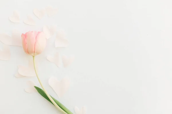 Один Розовый Тюльпан Мягкими Сердцами Плоским Лежал Белом Фоне Пространство — стоковое фото