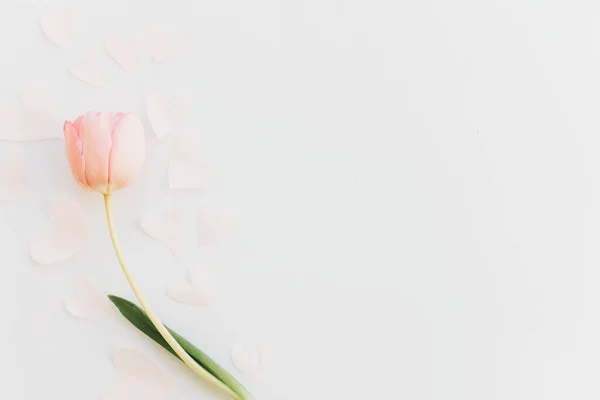 粉红郁金香平躺着 背景为白色 空间为文字 时尚的简约的春天形象 女人快乐的一天 问候卡的模型 母亲节快乐 浪漫的情人节 — 图库照片