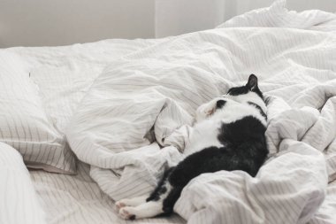 Sabahın köründe şık çarşaflarla yatakta uyuyan sevimli bir kedi. Zevk anı. Modern odadaki rahat sahibinin yatağında rahatlayan sevimli kedicik. Evcil hayvanlar. Metin için boşluk