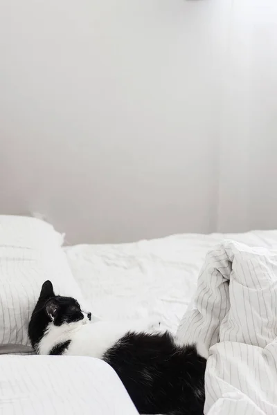 Gato Adorável Dormindo Cama Com Lençóis Elegantes Luz Manhã Gatinho — Fotografia de Stock