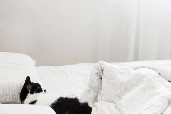 Gato Adorável Dormindo Cama Com Lençóis Elegantes Luz Manhã Gatinho — Fotografia de Stock