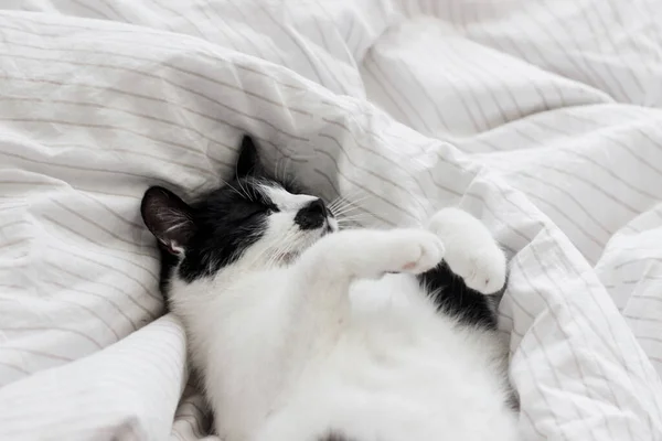 Adorable cat sleeping on bed with stylish sheets in morning light, pleasure moment. Portrait of cute kitty relaxing on cozy owner\'s bed in modern room. Domestic pets
