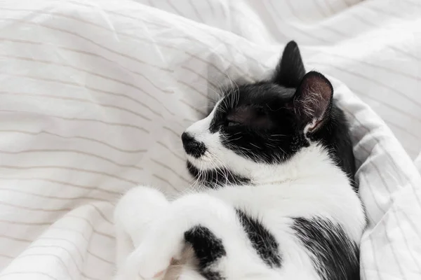 Adorable Chat Dormant Sur Lit Avec Des Draps Élégants Dans — Photo