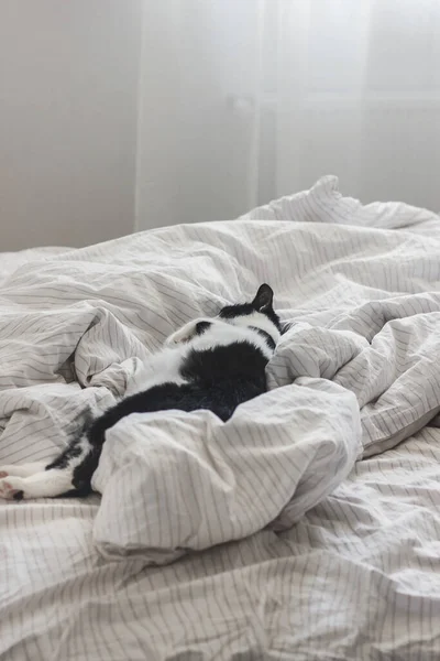 Gato Adorável Dormindo Cama Com Lençóis Elegantes Luz Manhã Momento — Fotografia de Stock