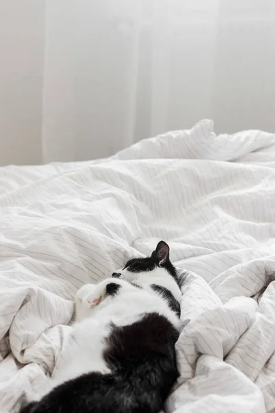 Gato Adorável Dormindo Cama Com Lençóis Elegantes Luz Manhã Momento — Fotografia de Stock