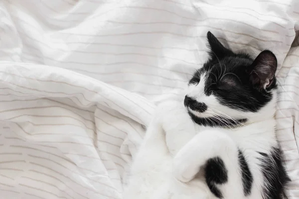 Rozkošná Kočka Spící Posteli Stylovým Povlečením Ranním Světle Rozkoš Portrét — Stock fotografie